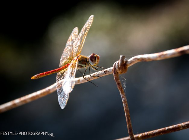 Libelle by Lifestyle-Photography.nl